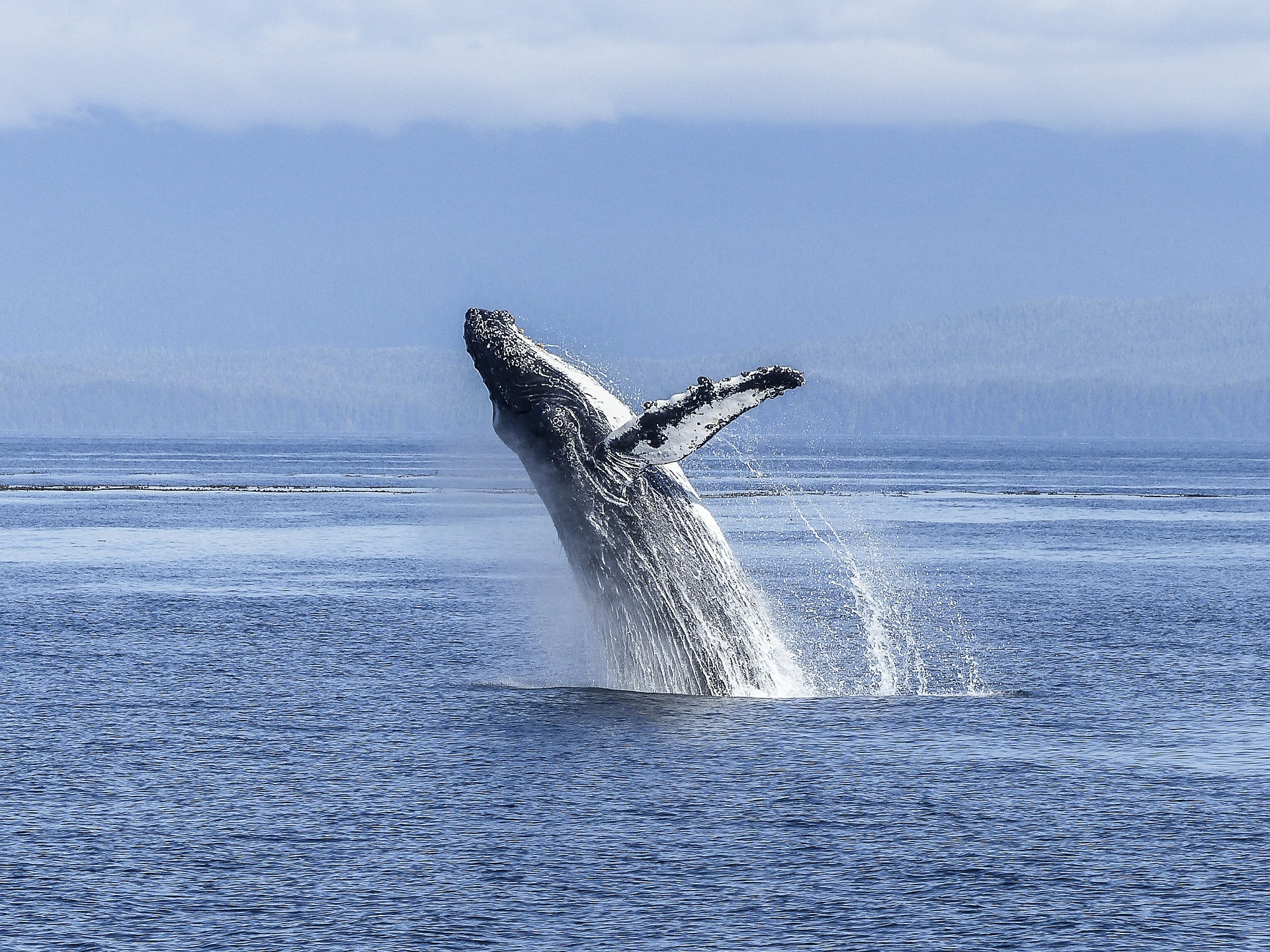 Cada año entre 1500 y 2000 ballenas jorobadas visitan las cálidas aguas de la Bahía de Samaná.