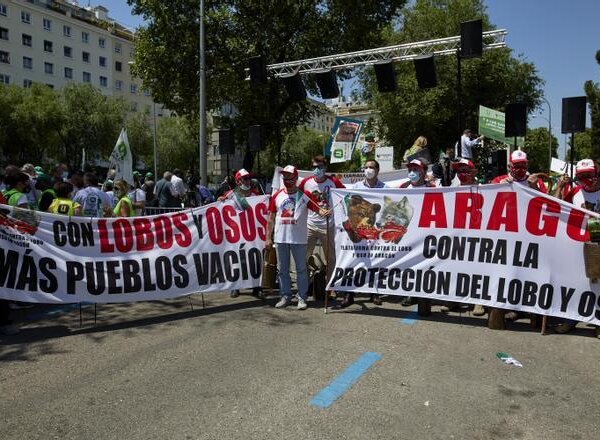 Europa rechaza rebajar la protección del lobo ya que “su situación sigue siendo desfavorable”