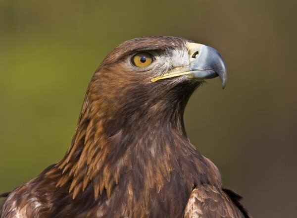 Así es el águila real, la ‘reina de los cielos’ españoles