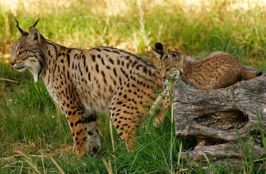 Muere el lince ibérico más longevo de España