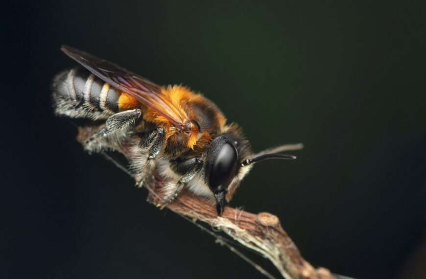 La abeja gigante de la resina se expande por Europa