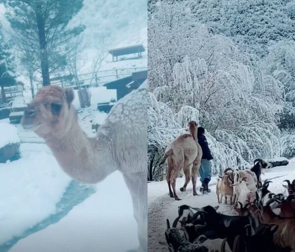 Un camello conoció la nieve por primera vez y su reacción enterneció a todos
