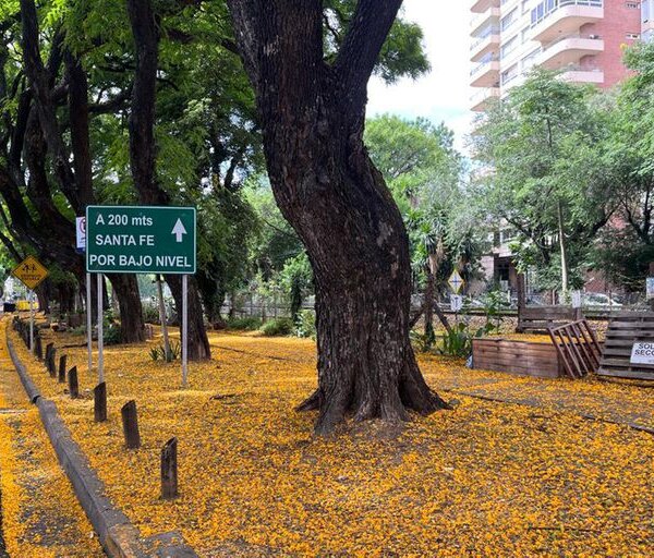 Desvelada. Los días de las langostas