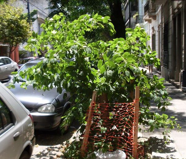 El verano del árbol de las orquídeas