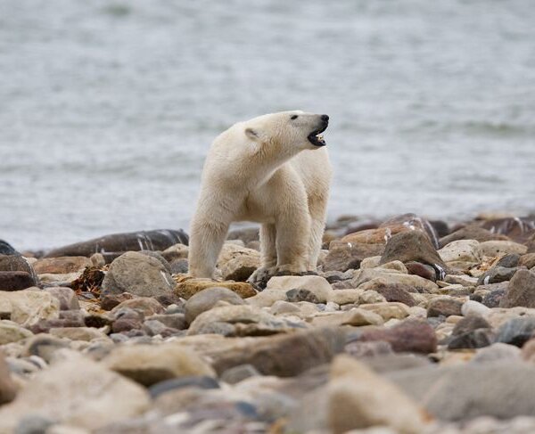 Osos polares del norte de Canadá mueren a ritmo acelerado