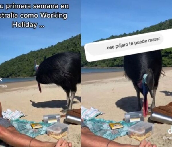 Se encontró en la playa con una exótica ave sin darse cuenta de que se enfrentaba a una de las más letales del mundo