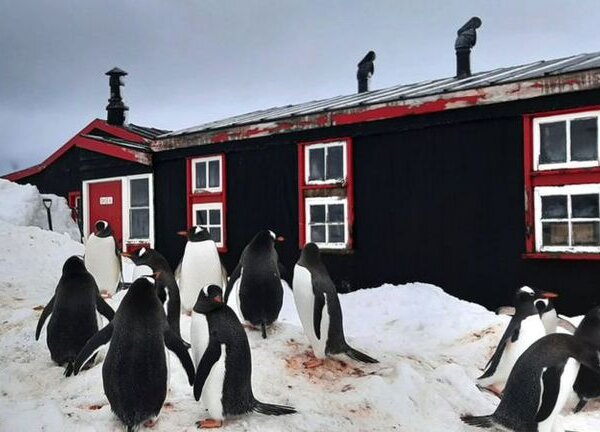 Rodeadas de pingüinos e icebergs: así se pasa la Navidad en la oficina de correos del fin del mundo