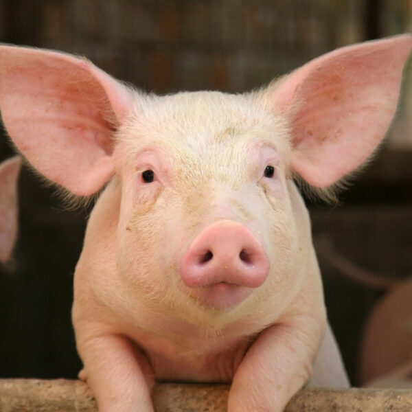 Animales con demasiados antibióticos