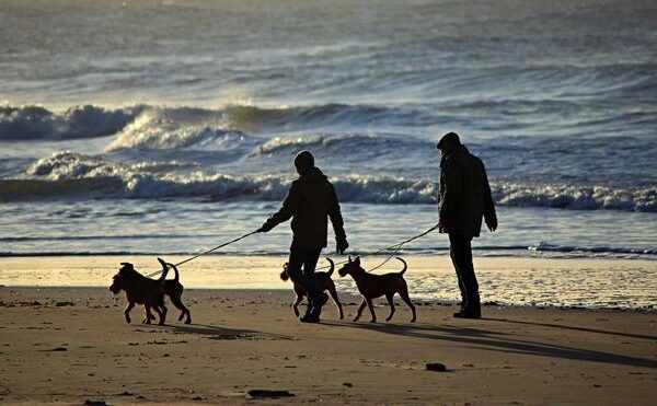 Los principales cambios que traerá consigo la Ley de Bienestar Animal