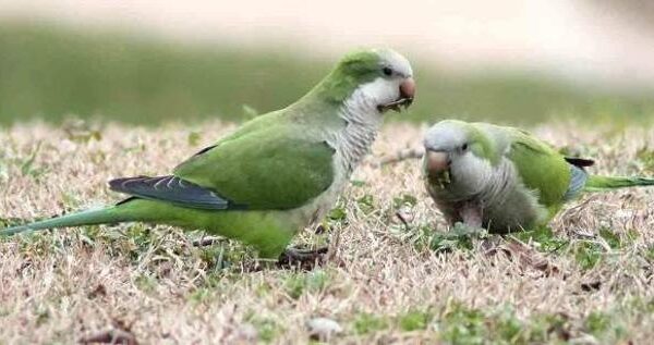 Casi 300 especies de aves exóticas han sido introducidas en la naturaleza de España en las últimas décadas