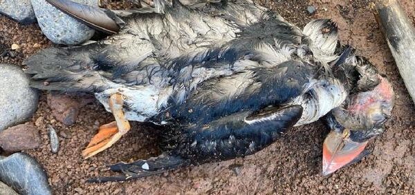 Hallan un centenar de frailecillos muertos en las costas del norte de Tenerife