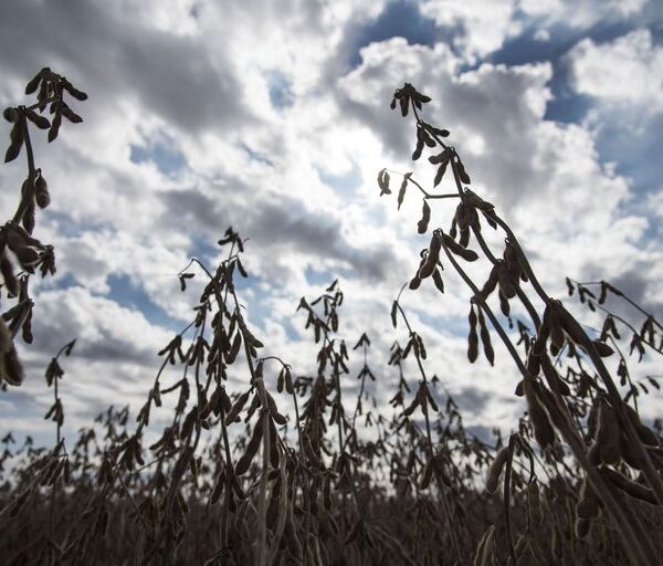 Por las lluvias en la Argentina, la soja completó la cuarta rueda bajista seguida en Chicago