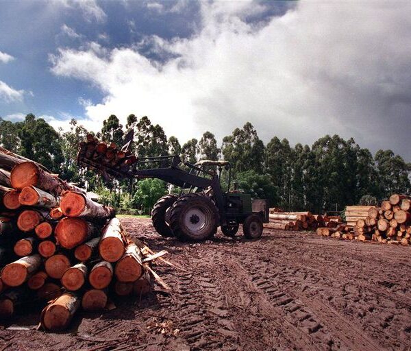 Una empresa de maquinaria forestal está parada porque no le aprueban importaciones