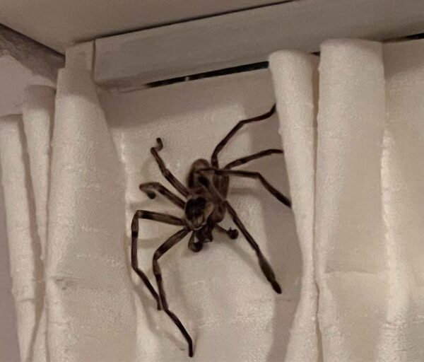 Se fue de vacaciones a Pinamar y le apareció una araña gigante en la habitación: “Ustedes joroban con Australia, pero…”