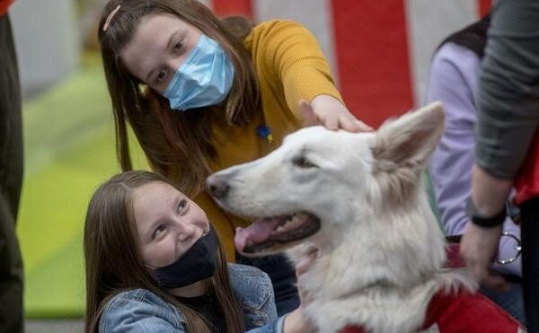 Reveladas las multas por tener las mascotas que prohíbe la nueva Ley de Bienestar Animal