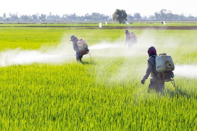 España sigue usando pesticidas prohibidos por sus daños a la salud y la naturaleza