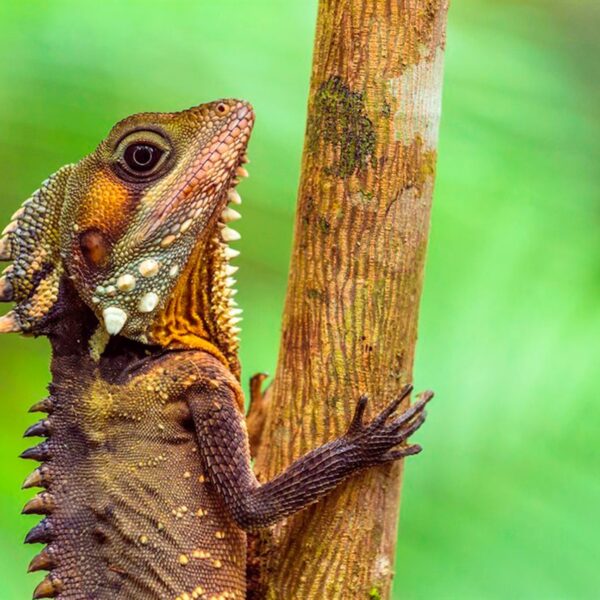 El Dragón del bosque de Boyd