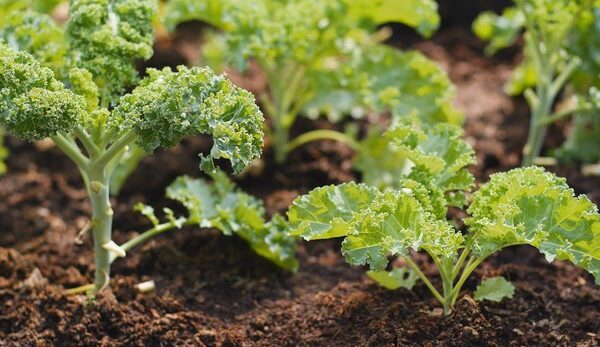 El vegetal con más calcio que la leche y tanta vitamina C como la naranja