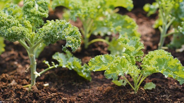 El vegetal con más calcio que la leche y tanta vitamina C como la naranja