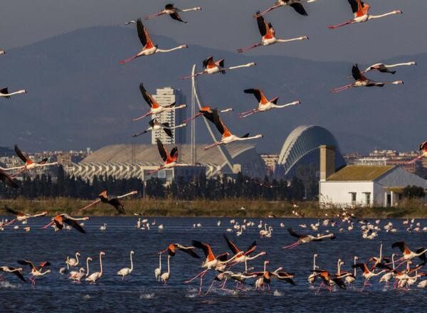 Flamencos a las puertas de Valencia