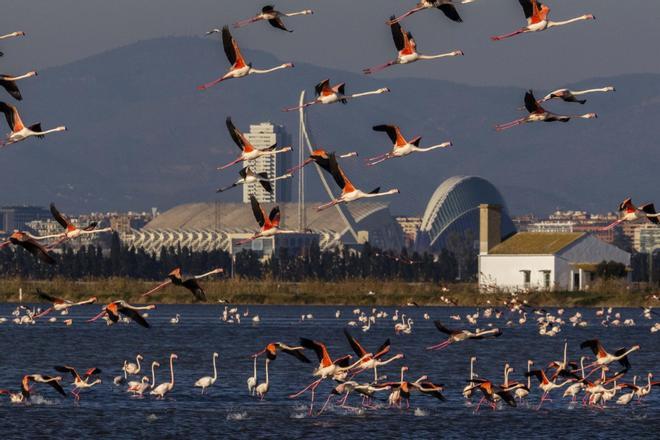 Flamencos a las puertas de Valencia