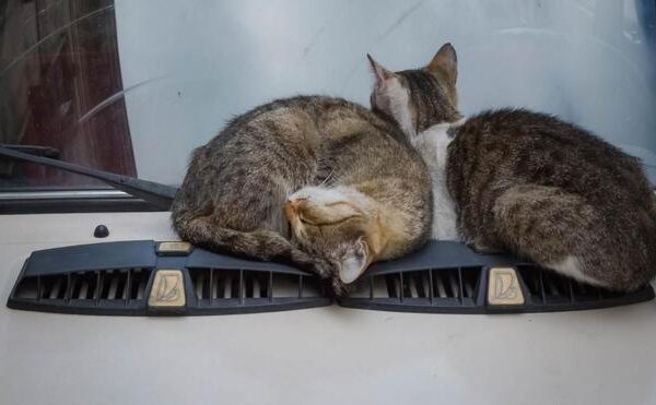 Qué hacer si un gato se mete en el capó del coche