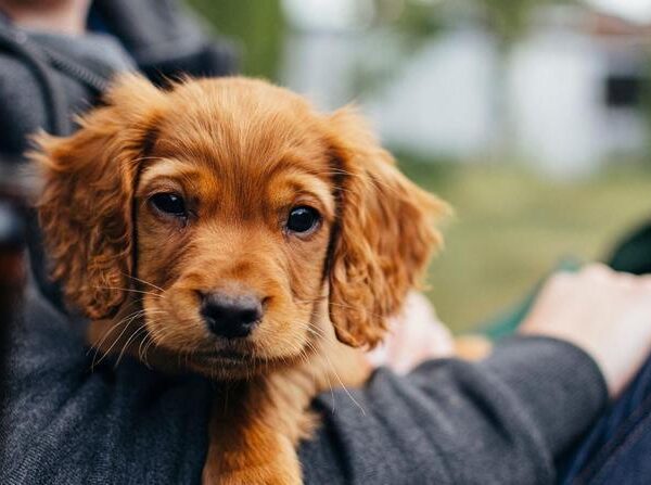 ¿Cuántas mascotas puedes tener en casa como máximo?