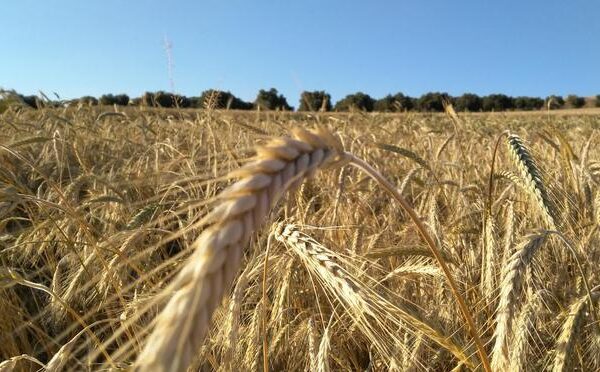 Descubren una técnica genética para cultivar trigo resistente a la sequía