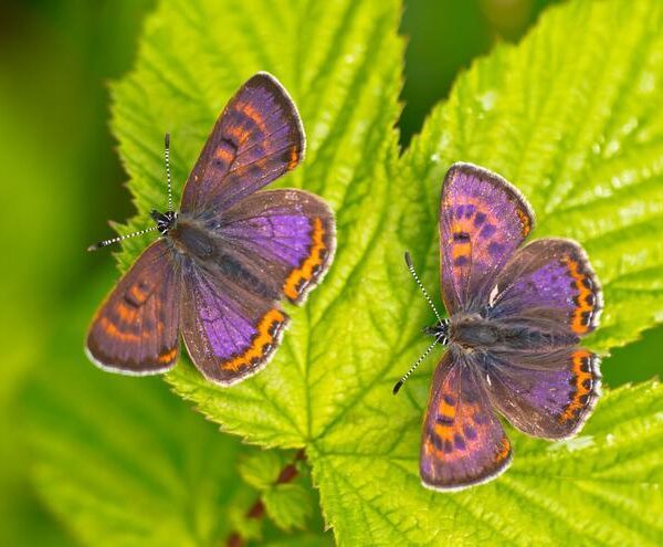 La pequeña y amenazada ‘manto violeta’, elegida Mariposa del Año 2023