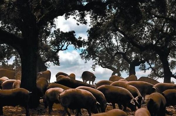 Alerta: nueva crisis del jamón ibérico