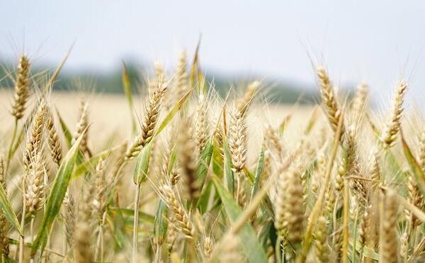 Reino Unido dice que la agricultura es la actividad que más gases invernadero produce