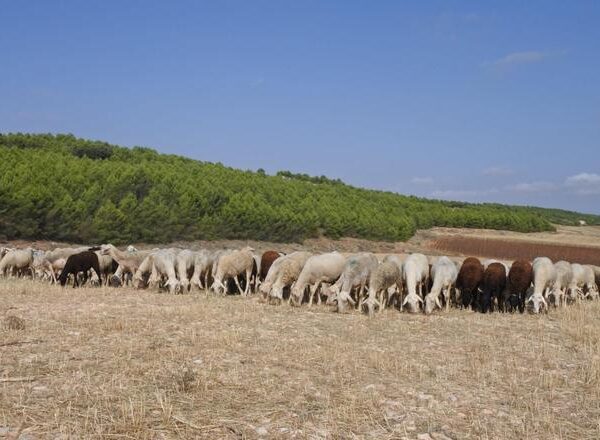La viruela ovina inmoviliza 3,5 millones de animales en Castilla La Mancha