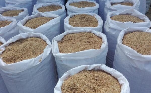 La cáscara de arroz, un tesoro desconocido para depurar agua o producir biocombustibles
