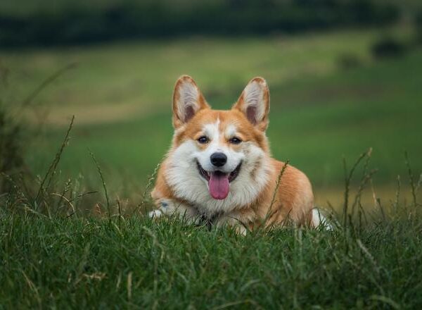 Desarrollan una pastilla para alargar la vida de los perros