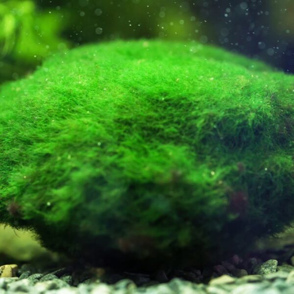Marimo, una extraña pelota de algas amenazada