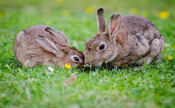 Reino Unido añade cien especies de animales a la lista de “prioritarios”