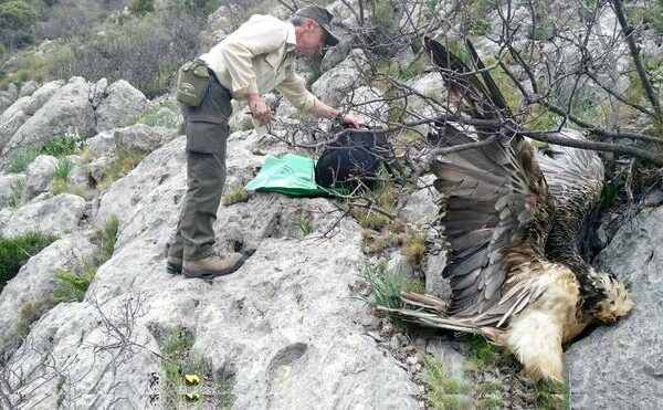 Las actividades humanas hieren o matan a entre 25 y 100 millones de aves al año en España