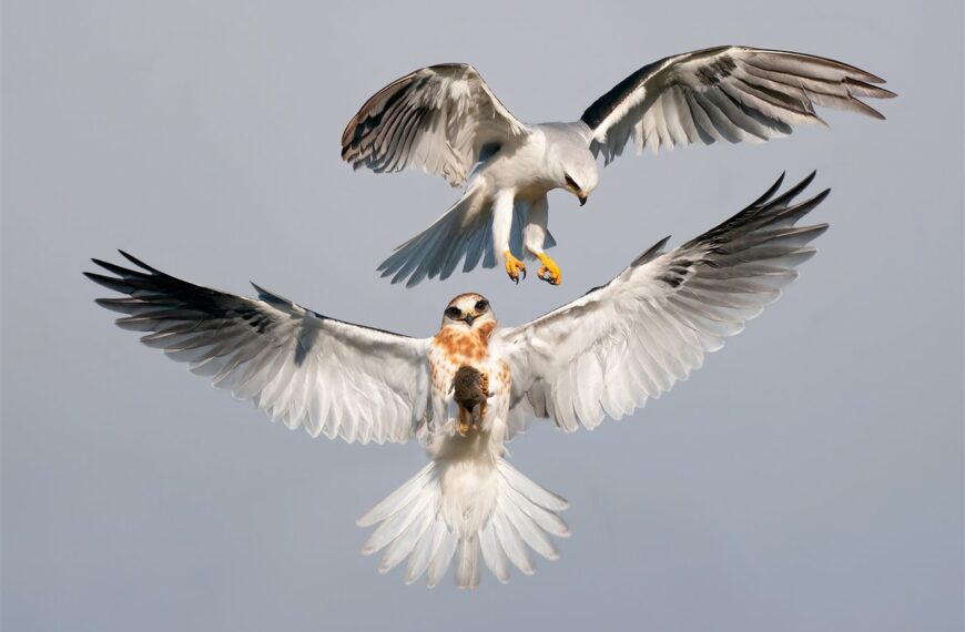 Clases de vuelo