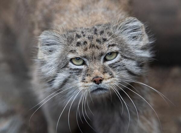 Encuentran una rara especie de gato en el Everest