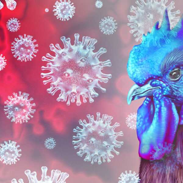 Preocupación por el salto de la gripe aviar a mamíferos