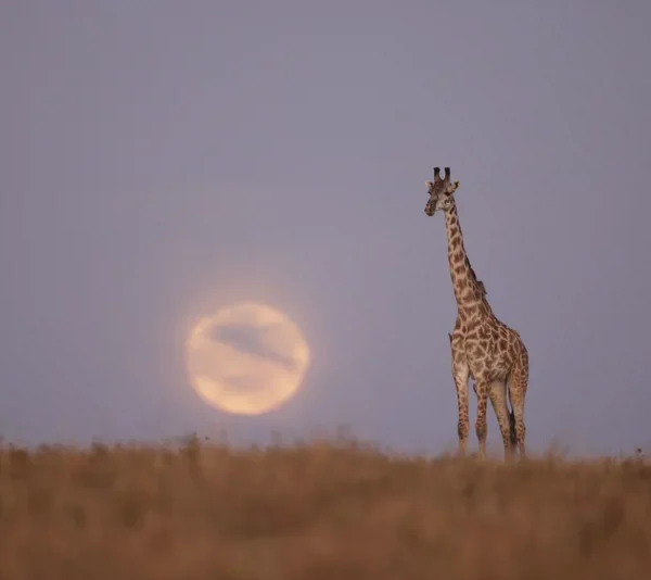 Trucos para fotografiar la Luna