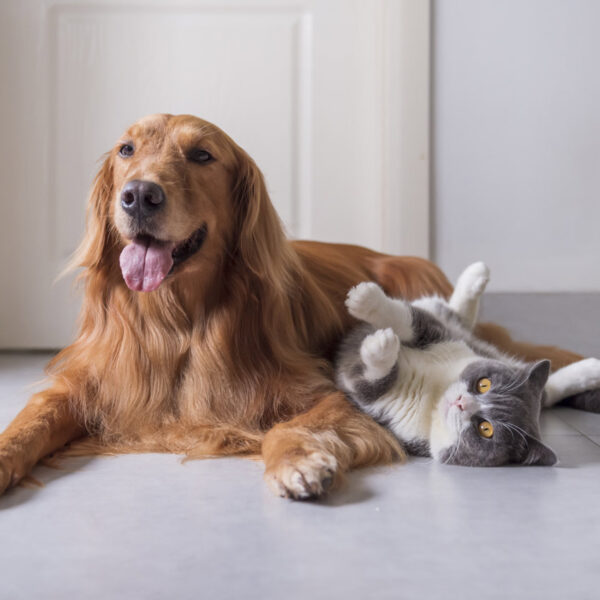 Cómo te afecta la nueva ley española de Bienestar Animal si tienes o quieres tener mascotas