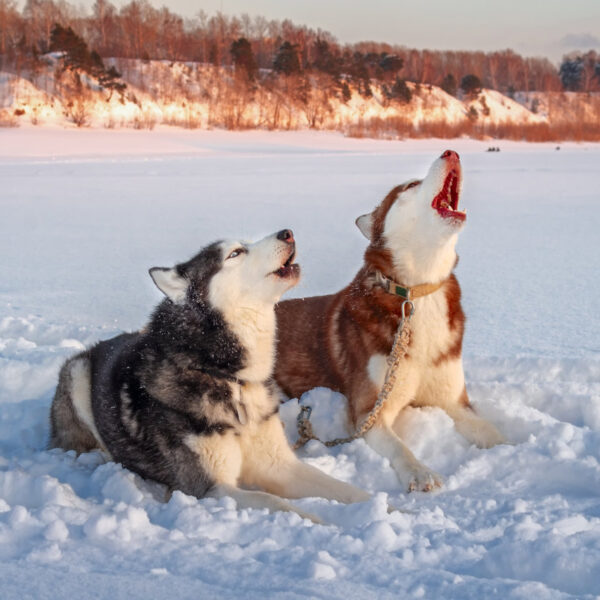 Los perros más antiguos aúllan como los lobos