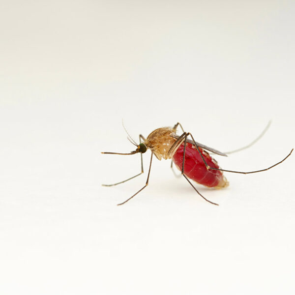 Los mosquitos de la malaria se expanden