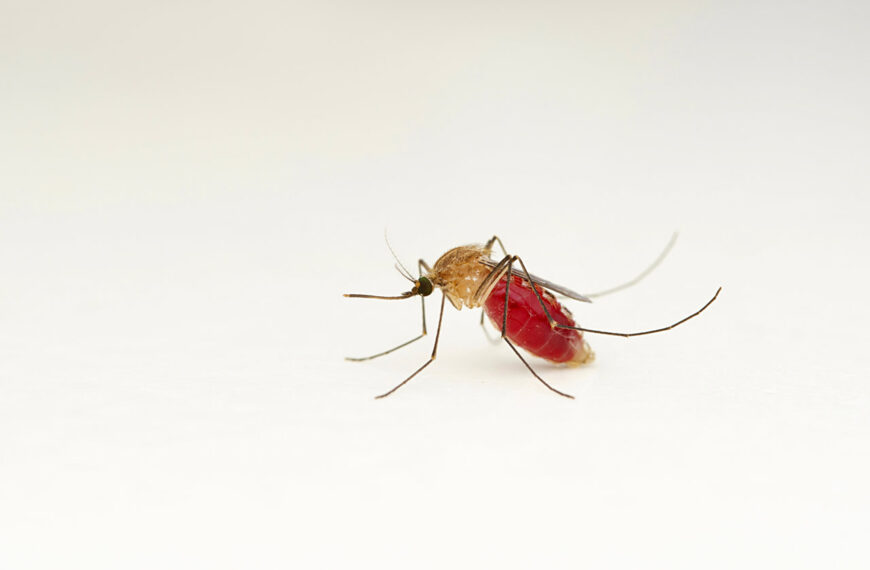 Los mosquitos de la malaria se expanden