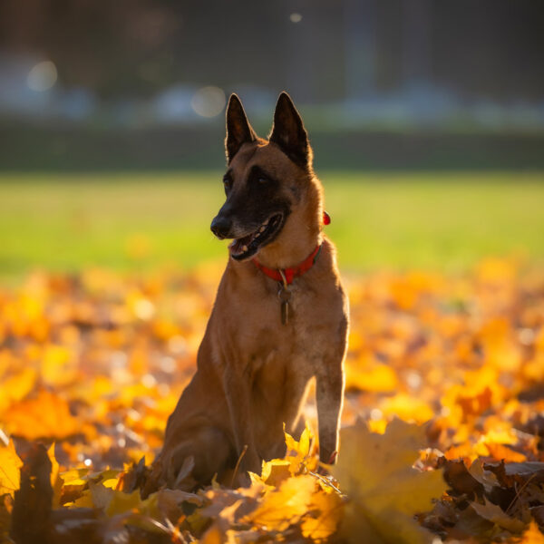 Esta es la raza de perro más inteligente