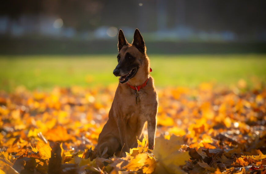 Esta es la raza de perro más inteligente