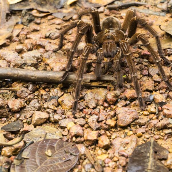 La tarántula Goliat, la araña más grande del mundo