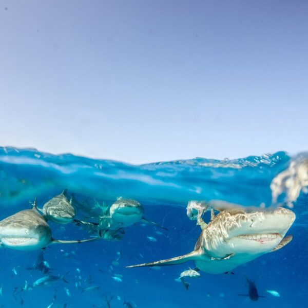 Ampollas de Lorenzini: el sexto sentido de los tiburones