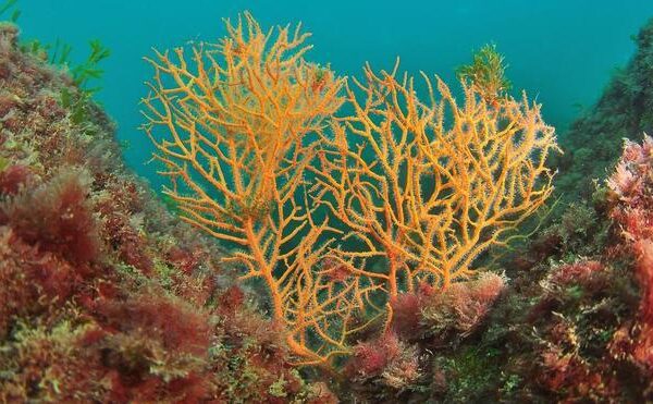 Misión, salvar a las gorgonias: plan pionero para ‘reforestar’ los bosques marinos